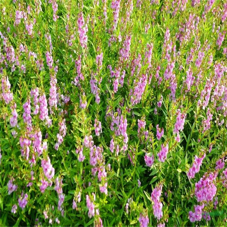 基地出售香彩雀 園林景區(qū)花海造景工程苗 庭院別墅觀賞花卉