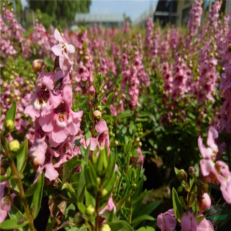 基地出售香彩雀 園林景區(qū)花海造景工程苗 庭院別墅觀賞花卉