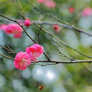 紅梅小苗 景區(qū)梅園造景觀花苗 市政美麗新農(nóng)村綠化改造苗 產(chǎn)地批發(fā)直銷