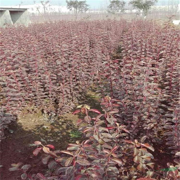 基地出售冬紅衛(wèi)矛庭院別墅花壇種植觀賞道路隔離帶色塊綠籬工程苗 產(chǎn)地批發(fā)直銷