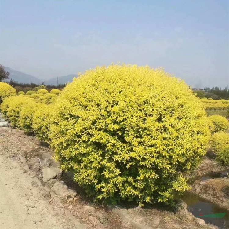 基地出售 黃金構(gòu)骨球形棒棒糖型 四季常綠 園林種植綠化工程造景苗 產(chǎn)地批發(fā)直銷