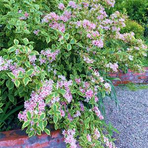 基地出售花葉錦帶 庭院綠化樹(shù)種 錦帶花樹(shù)苗錦帶花苗盆栽 產(chǎn)地批發(fā)直銷