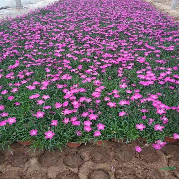 歐石竹盆苗地栽苗 街道小區(qū)公園綠化工程花海花壇花鏡花帶