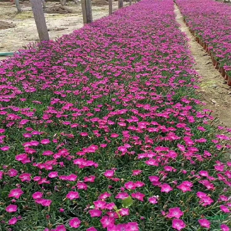 歐石竹盆苗地栽苗 街道小區(qū)公園綠化工程花海花壇花鏡花帶