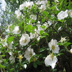 野蔷薇 适用于花坛花镜花带 庭院公园别墅小区开花观赏植物