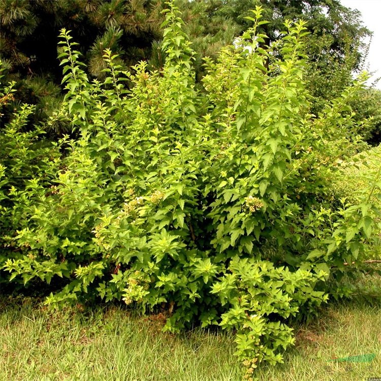 基地出售 風(fēng)香果 庭院園林景觀開花觀賞植物 綠化彩色綠籬 產(chǎn)地批發(fā)直銷