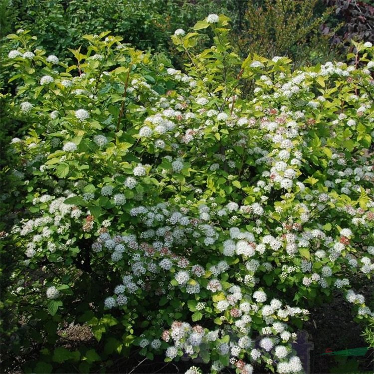 基地出售 風(fēng)香果 庭院園林景觀開花觀賞植物 綠化彩色綠籬 產(chǎn)地批發(fā)直銷