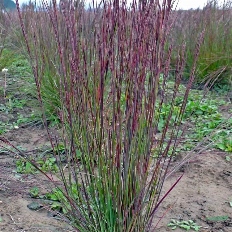 基地出售苗圃 須芒草 庭院觀葉觀花 多年生植物 耐熱耐寒 產(chǎn)地批發(fā)直銷