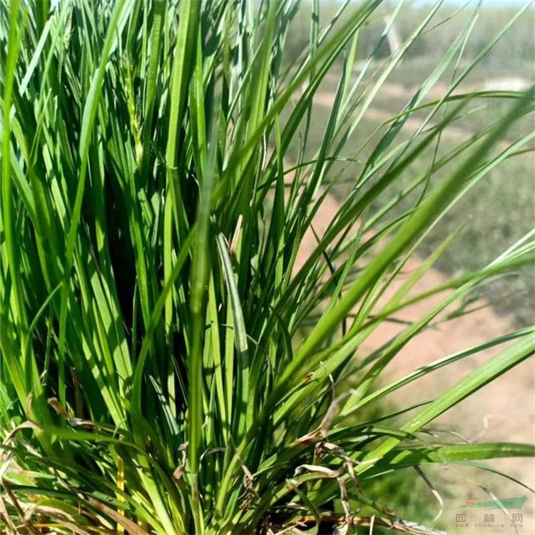 基地出售苗圃 須芒草 庭院觀葉觀花 多年生植物 耐熱耐寒 產(chǎn)地批發(fā)直銷