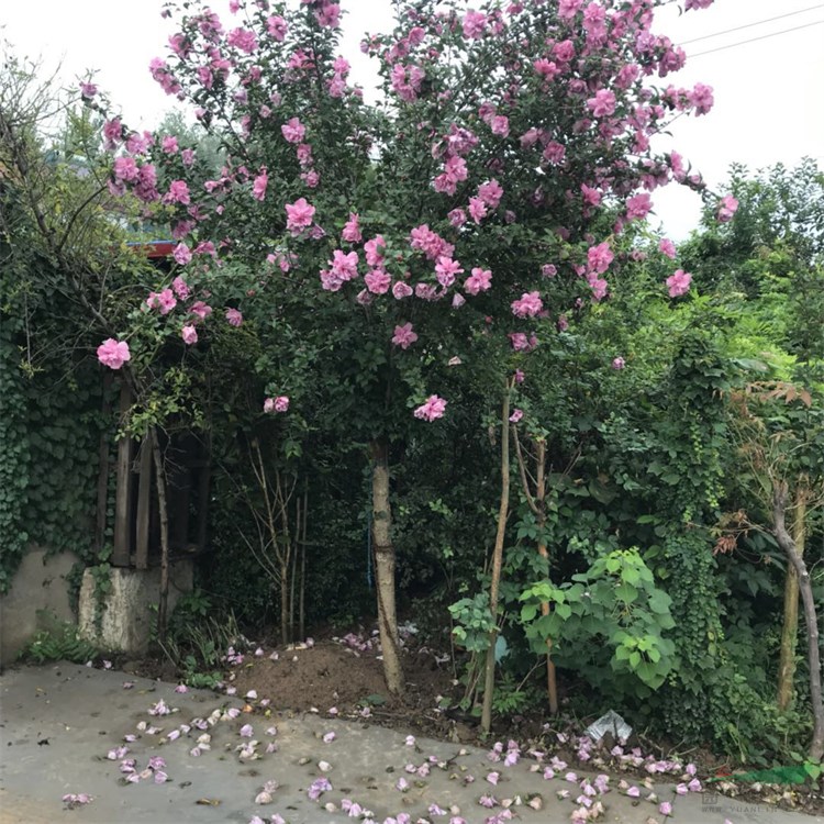 基地供應 木槿 粉色系綠籬多花盆栽 綠化工程庭院植物花苗