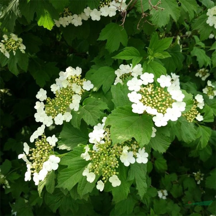 基地出售歐洲莢蒾 庭院栽培種植觀賞苗 園林景區(qū)綠化工程苗 產(chǎn)地批發(fā)直銷