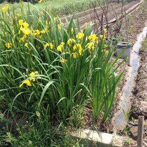 基地出售黃花鳶尾 水生花卉河道治理 凈化水質 濕地綠化改造苗