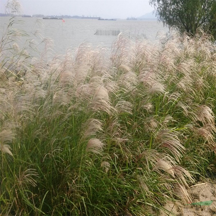 基地出售蘆荻 花鏡切花材料 濕地河道綠化種植凈化水質(zhì) 產(chǎn)地批發(fā)直銷