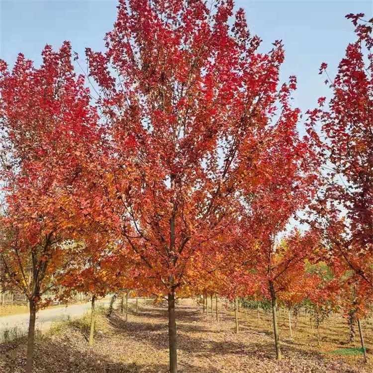 知乎園藝出售 美國紅楓 規(guī)格齊全 道路景觀行道樹 園林栽植苗