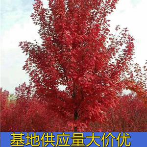 知乎園藝出售 美國(guó)紅楓 規(guī)格* 道路景觀行道樹(shù) 園林栽植苗 小杯苗大杯苗