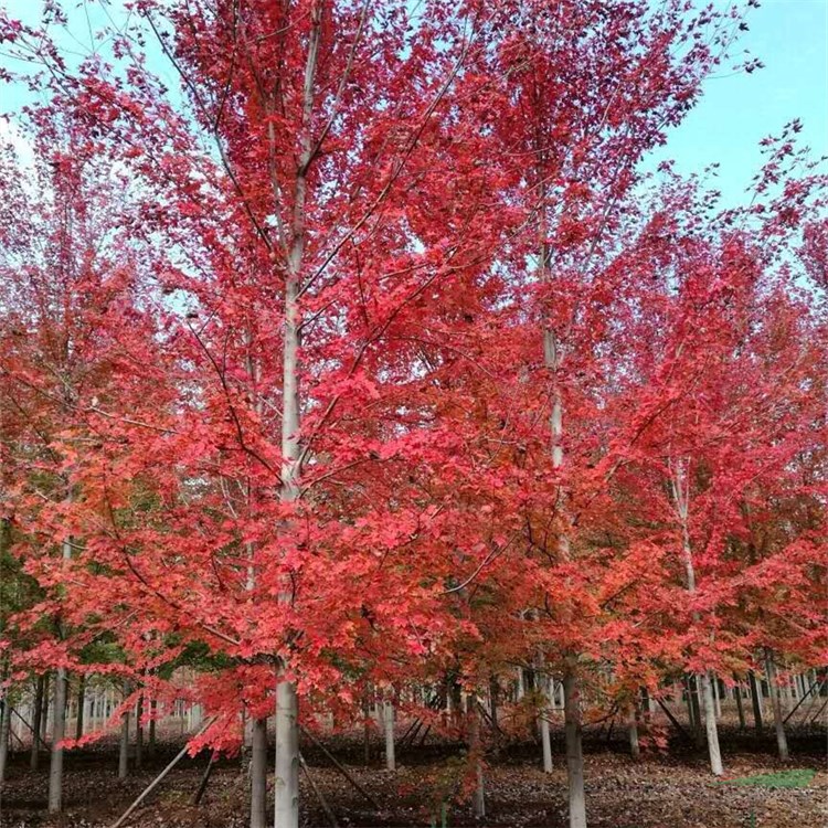 知乎園藝出售 美國紅楓 規(guī)格齊全 道路景觀行道樹 園林栽植苗