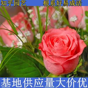 知乎園藝出售 玫瑰樹(shù)苗 品相好 規(guī)格全 綠化觀賞花卉 小杯苗大杯苗