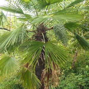 知乎園藝出售 棕櫚 四季常綠 園林綠化樹 耐寒耐旱 景區觀賞樹 小杯苗大杯苗