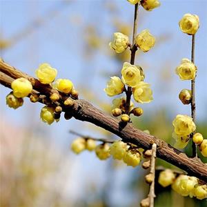 知乎園藝出售 臘梅盆景盆栽 地栽 景區(qū)觀賞 庭院栽植工程苗 小杯苗大杯苗