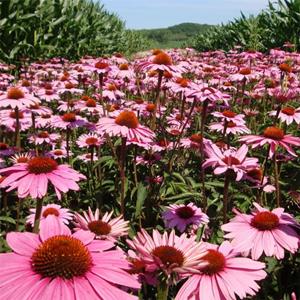 知乎園藝出售 松果菊 庭院綠化造景工程苗 花鏡花壇配植 小杯苗大杯苗