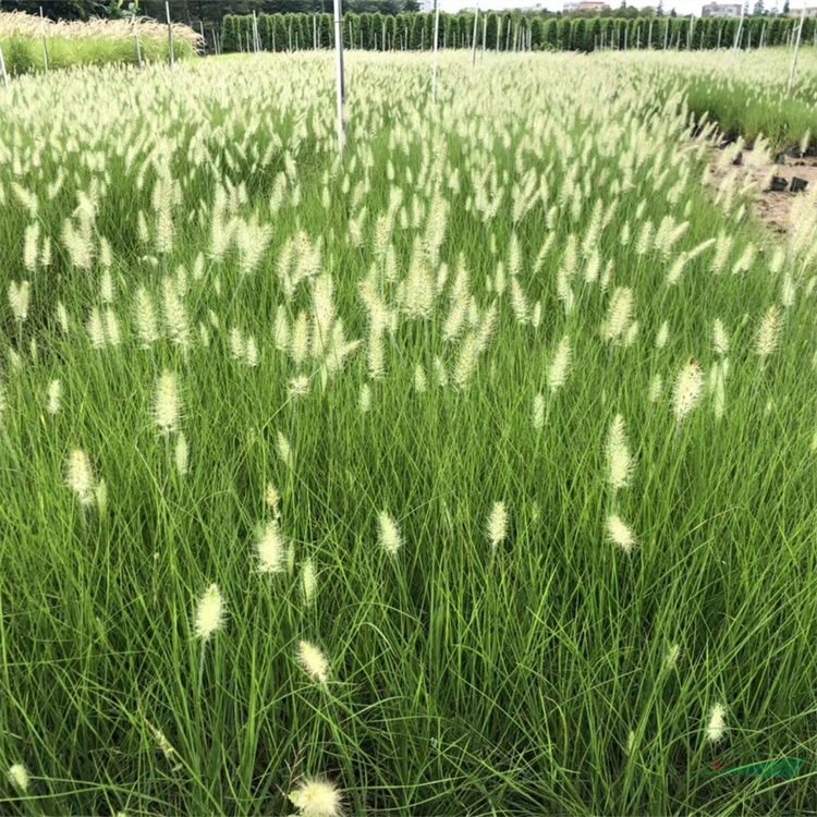 知乎園藝 苗圃出售小兔子狼尾草小貝妙 鑲邊綠化配植苗切花材料 小杯苗大杯苗