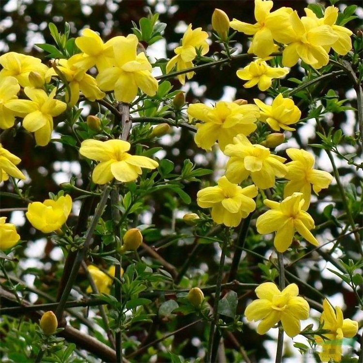 知乎園藝出售 迎春 黃刺玫 花鏡花壇觀賞花卉 綠化工程苗 小杯苗大杯苗