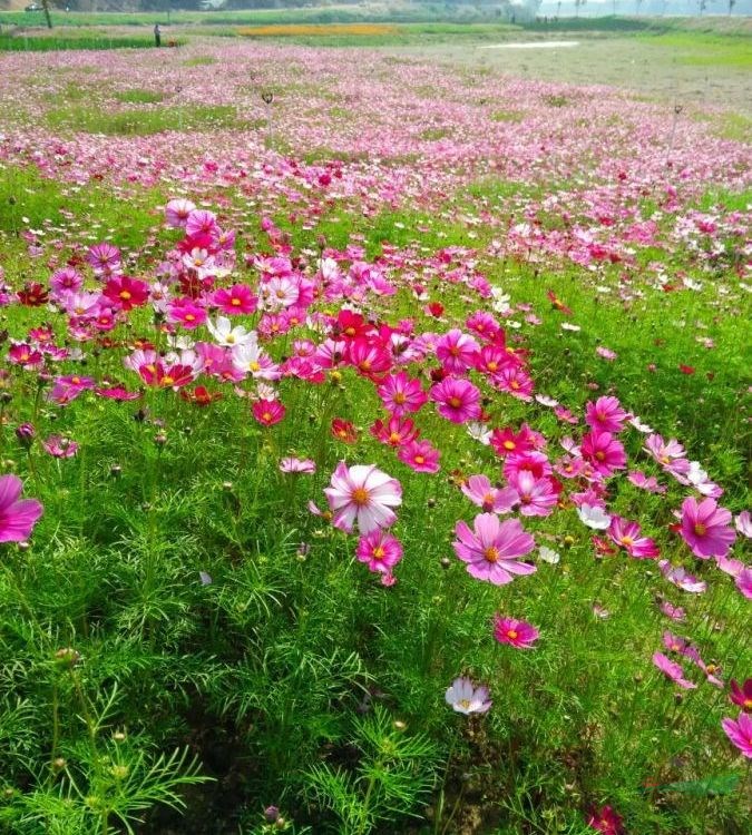 知乎園藝出售波斯菊 陽(yáng)臺(tái)庭院園林盆景盆栽 花鏡觀賞型花卉 小杯苗大杯苗