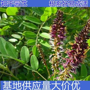 知乎園藝出售 紫穗槐小苗 花壇花鏡綠化工程苗 園林觀賞花苗 小杯苗大杯苗