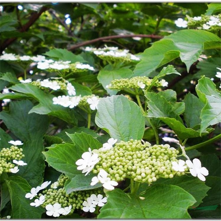 苗圃出售 天目瓊花 庭院別墅小區(qū)觀賞性花卉 園林景區(qū)栽植苗 小杯苗大杯苗