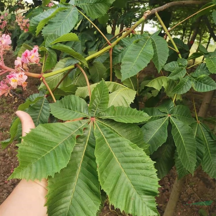 知乎園藝出售 歐洲七葉樹 紅花 黃花 家園 景區(qū)造景觀賞配植苗木