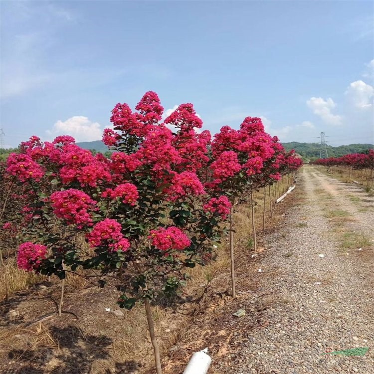 知乎園藝出售 天鵝絨紫薇 綠化觀賞花卉 景區(qū)園林景觀行道樹