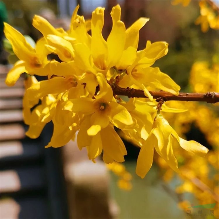 知乎園藝出售 金鐘花小苗 花壇花鏡色塊栽植觀賞苗 品種齊全