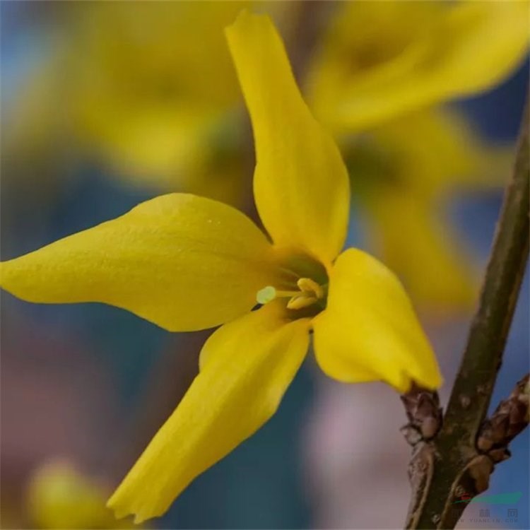 知乎園藝出售 金鐘花小苗 花壇花鏡色塊栽植觀賞苗 品種齊全