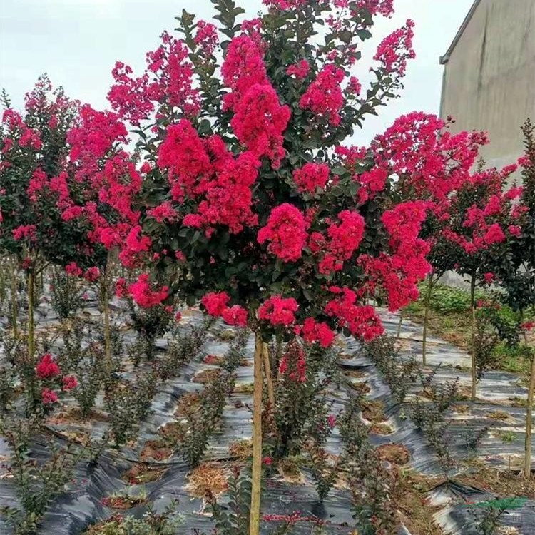 知乎園藝出售 美國紫薇 園林景區(qū) 花壇花鏡造景苗木 綠化配植苗 小杯苗大杯苗