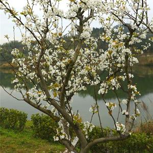 知乎園藝出售 梨樹苗木園林景區(qū)造景栽植 果園栽植觀果種植 小杯苗大杯苗