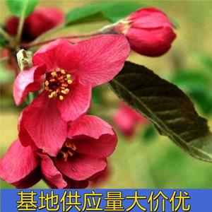 知乎園藝出售 亞當(dāng)海棠 園林景區(qū)行道樹 花壇花鏡綠化工程苗 小杯苗大杯苗