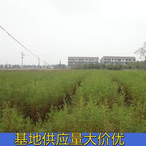 知乎園藝出售 池杉 岸邊固土護坡苗木 景區(qū)園林綠化工程樹苗 小杯苗大杯苗