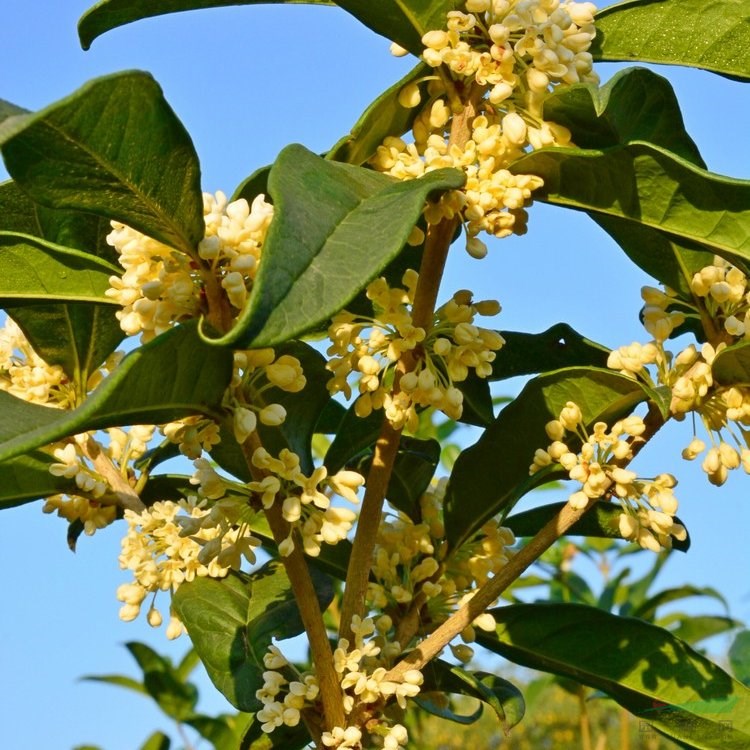 知乎園藝出售 桂花 四季日香桂 園林景區(qū)景觀樹 庭院栽植苗 小杯苗大杯苗