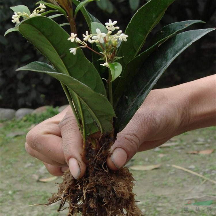 知乎園藝出售 桂花 四季日香桂 園林景區(qū)景觀樹 庭院栽植苗 小杯苗大杯苗