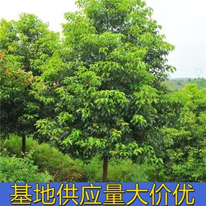 知乎園藝出售 香樟樹 規格* 喬木 景區園林行道風景樹