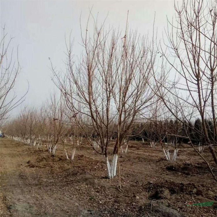 知乎園藝出售 叢生元寶楓樹(shù)苗 景區(qū)園林觀賞綠化配植苗 小杯苗大杯苗