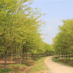 知乎園藝出售 櫸樹 園林綠化樹 規格* 根系好 行道景觀苗木