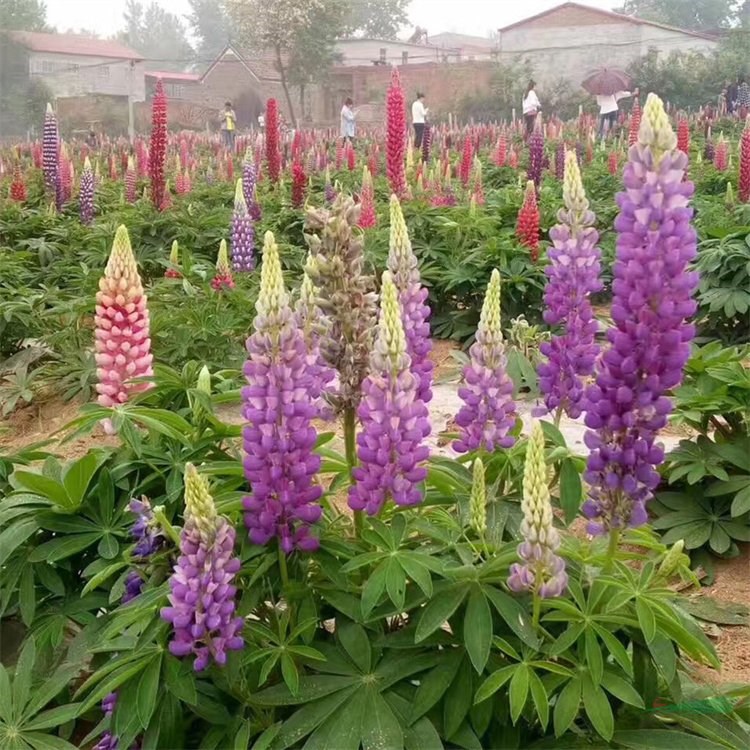 知乎園藝出售羽扇豆小苗 種類齊全 花海花鏡工程栽植苗 盆栽觀賞