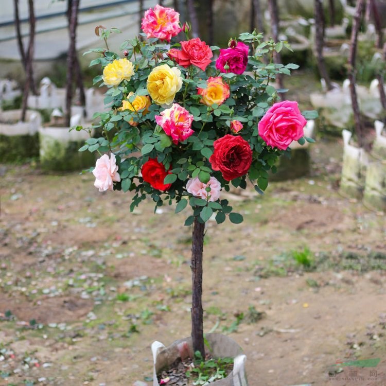 造型月季球 拱門定制 藤本月季 花壇花鏡小區(qū)庭院別墅造型綠化種植 小杯苗大杯苗