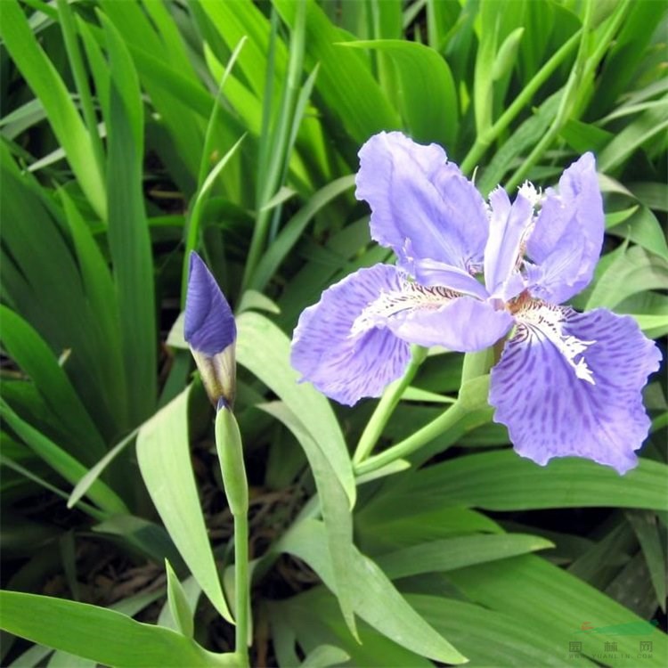 知乎園藝出售 血石鳶尾 盆景盆栽苗 花園庭院地被栽植 水景綠化