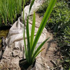 知乎園藝出售水生菖蒲小苗 河道池塘水體造景觀賞苗 小杯苗大杯苗