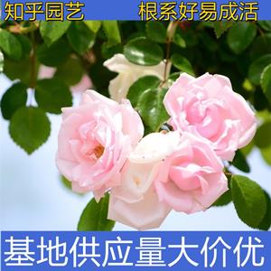 知乎園藝出售 薔薇小苗 園林庭院墻架攀援花卉 綠化工程苗