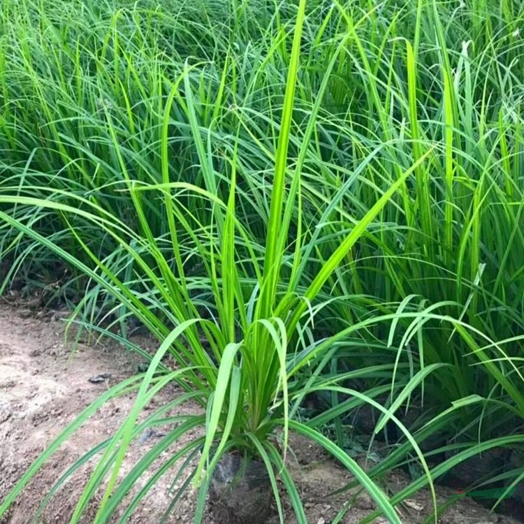 知乎園藝出售 澇峪苔草 杯苗盆苗 規(guī)格齊全 地被綠化工程草 小杯苗大杯苗