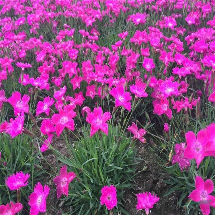 基地出售 歐石竹完美石竹 花海工程打造苗木 小區(qū)造景綠植