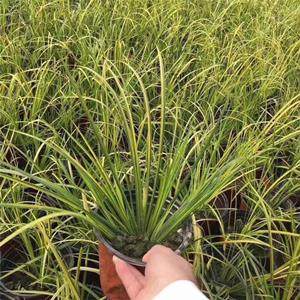 水生栽培植物金邊石菖蒲 池塘河道 水體濕地綠化